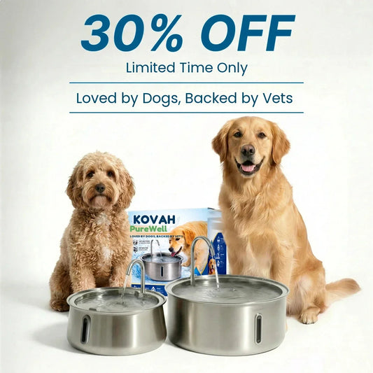 Stainless Steel Dog Water Fountain