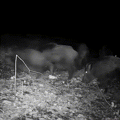 Wildlife Trail Camera